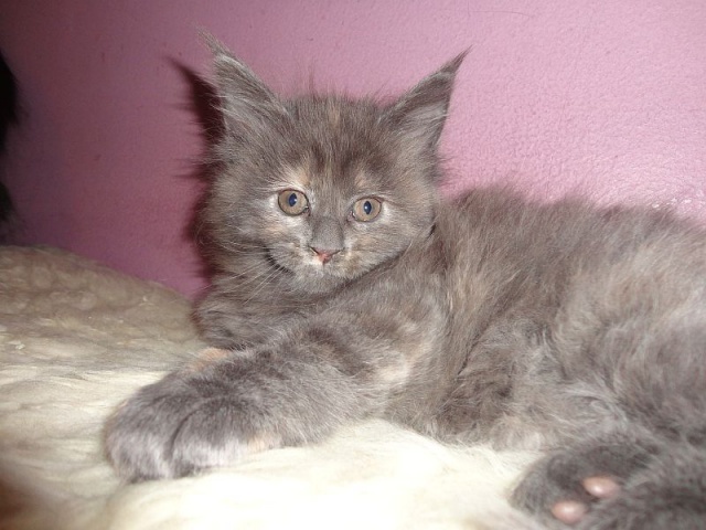 Maine Coon - mainská mývalia mačka - www.maine-coons.sk